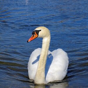 swan, wildlife, water bird-4029559.jpg